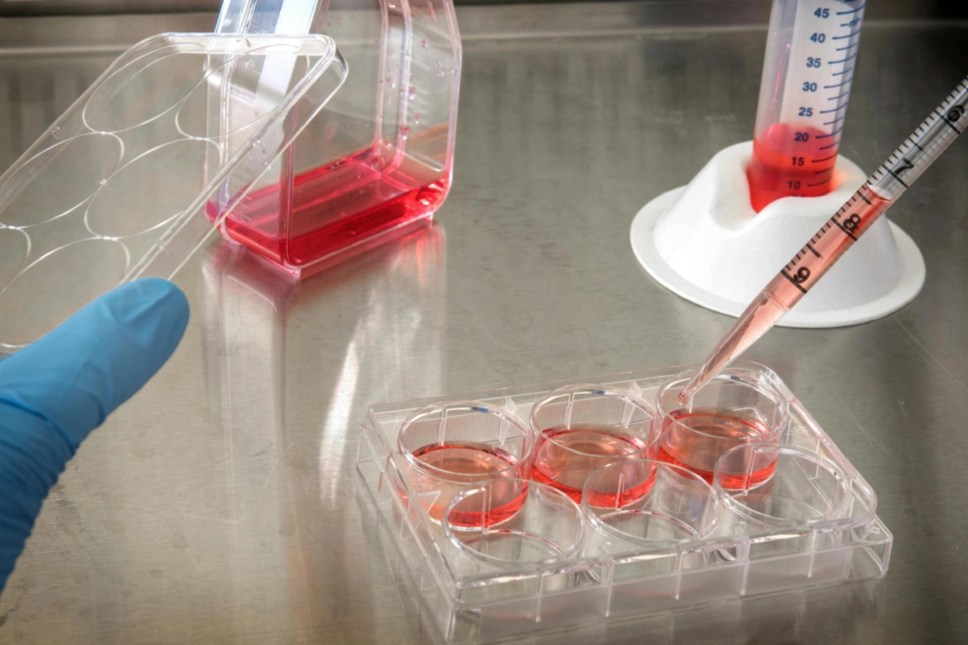 Cell Lines